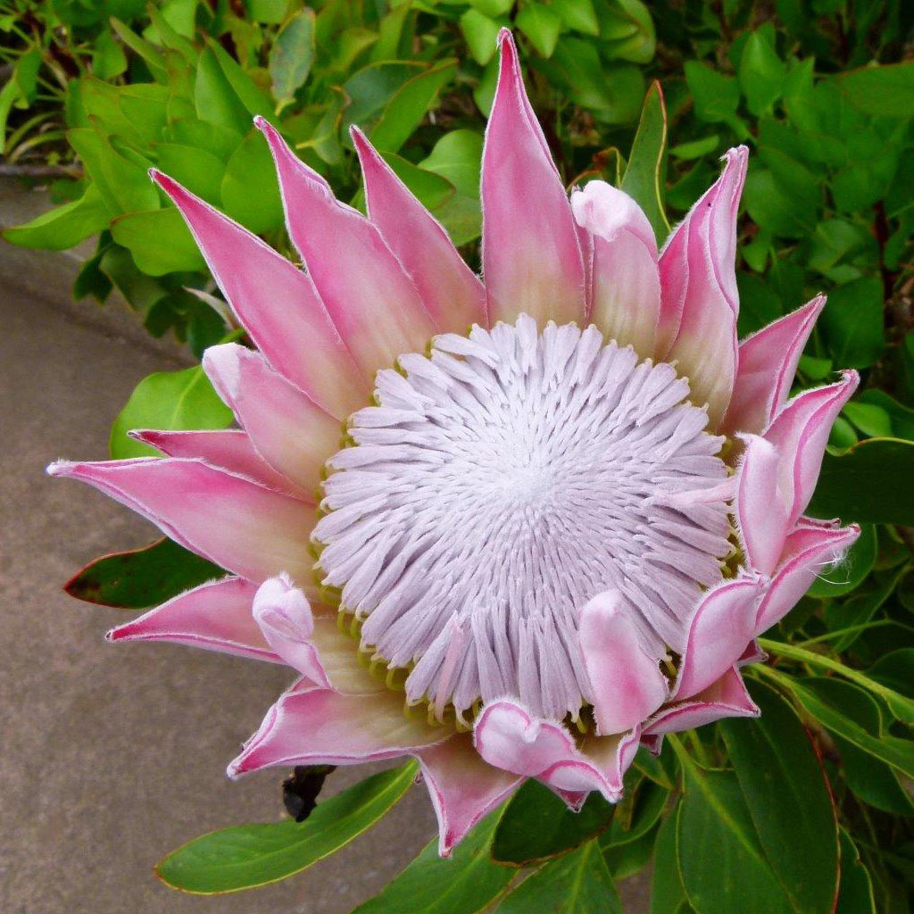 2017-03-zz08-2-Protea-khr-6 Serie: Protea (Foto: Karl-Heinz Richter)