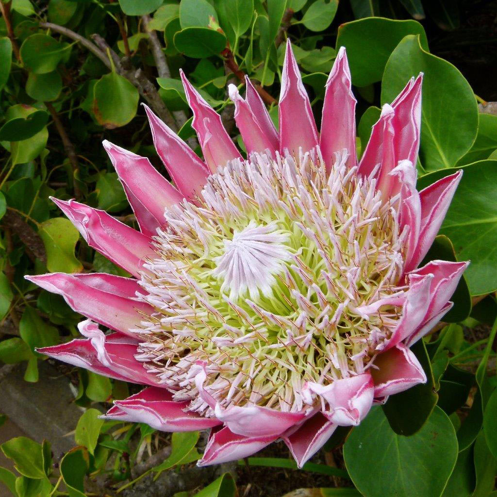 2017-03-zz08-3-Protea-khr-6 Serie: Protea (Foto: Karl-Heinz Richter)