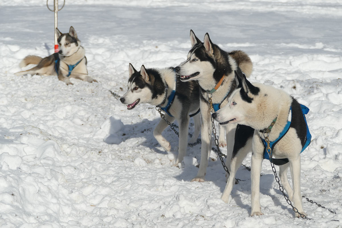 2017-03-zz10-1-Husky-km-6.66 Serie: Husky (Foto: Klaus Müller)