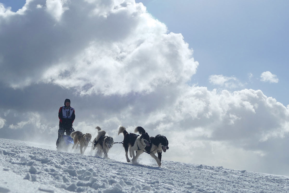 2017-03-zz10-3-Husky-km-6.66 Serie: Husky (Foto: Klaus Müller)
