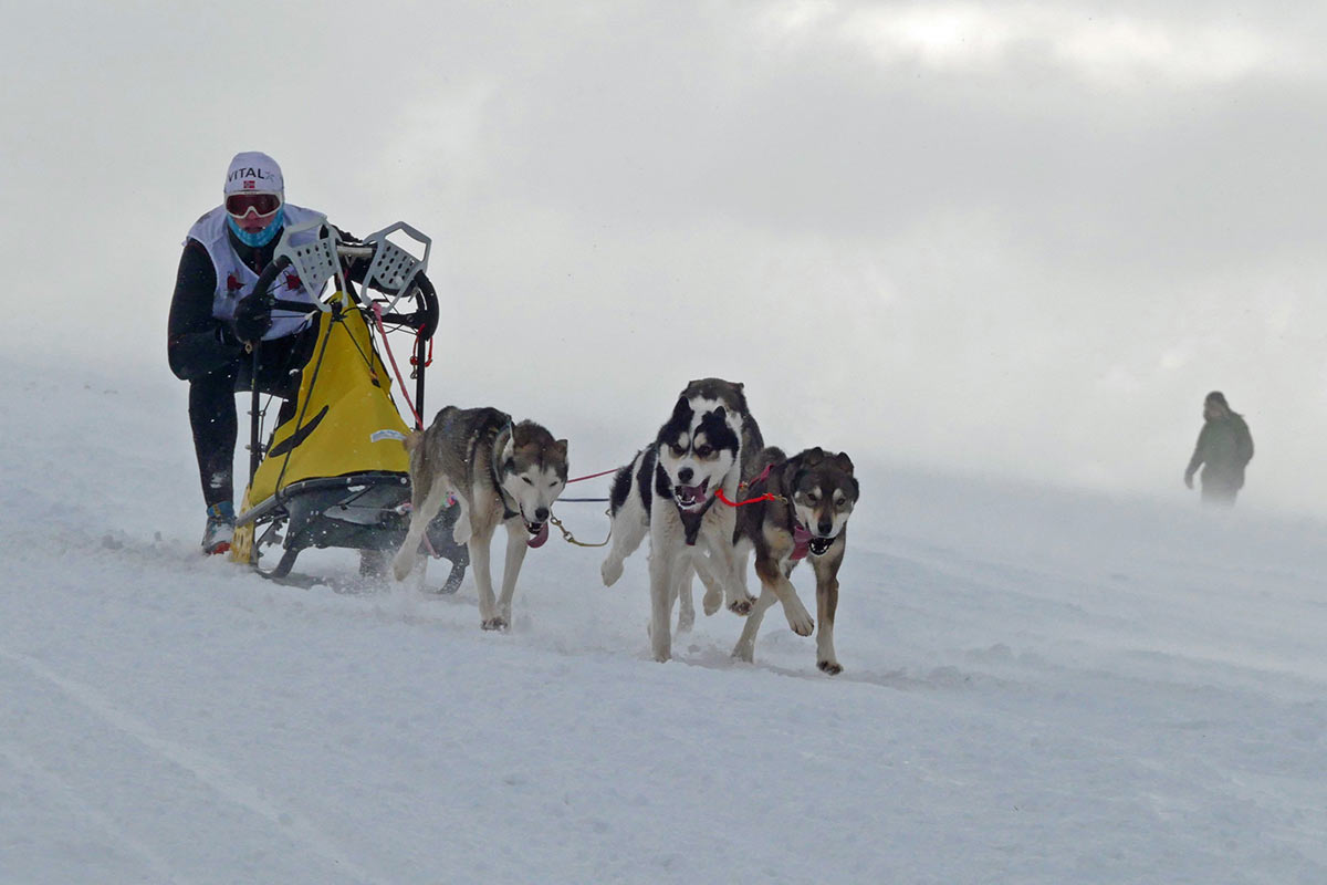2017-03-zz10-4-Husky-km-6.66 Serie: Husky (Foto: Klaus Müller)