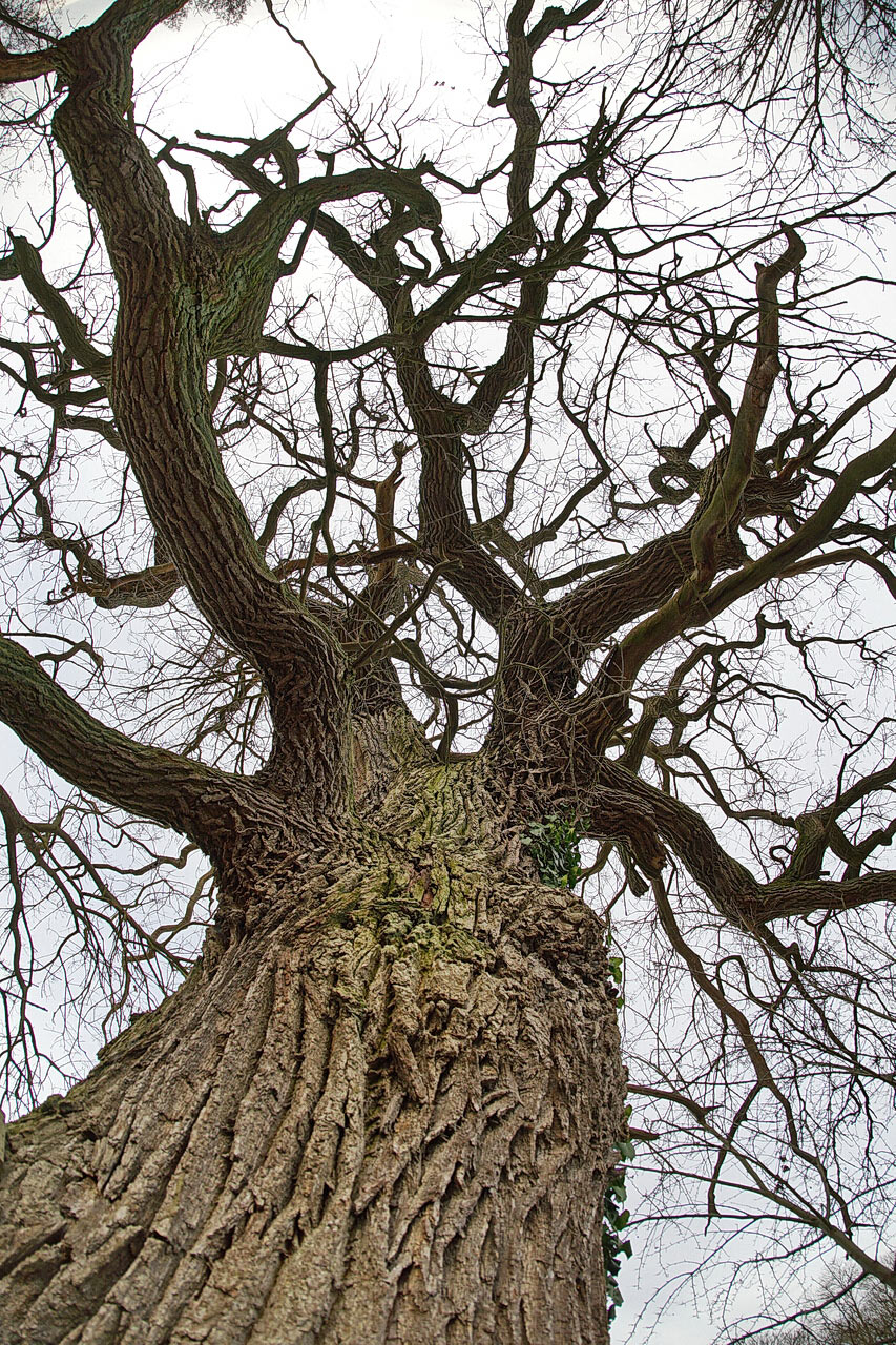 2017-04-02-alte-Eiche-ROK-4.66 Alte Eiche (Foto: Roland Kastner)