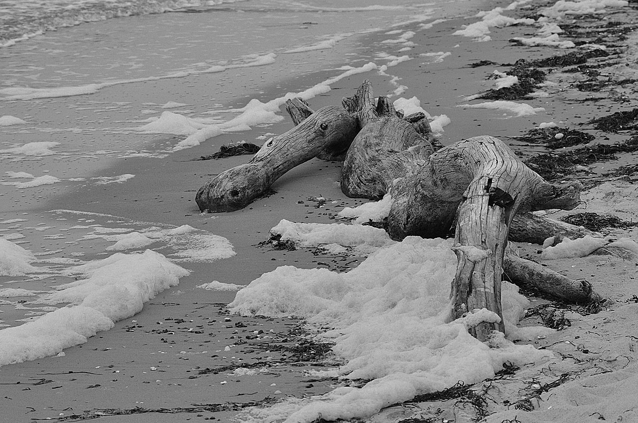 2017-04-09-Gestrandet-GG-6 Gestrandet (Foto: Günter Giese)