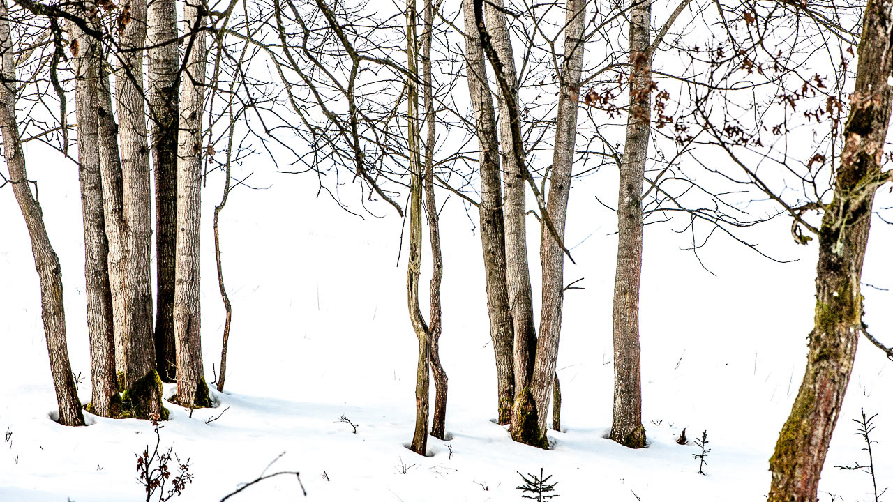 2017-04-11-im-ersten-fruehlingslicht-UPF-6 Im ersten Frühlingslicht (Foto: Uli Pfeufer)