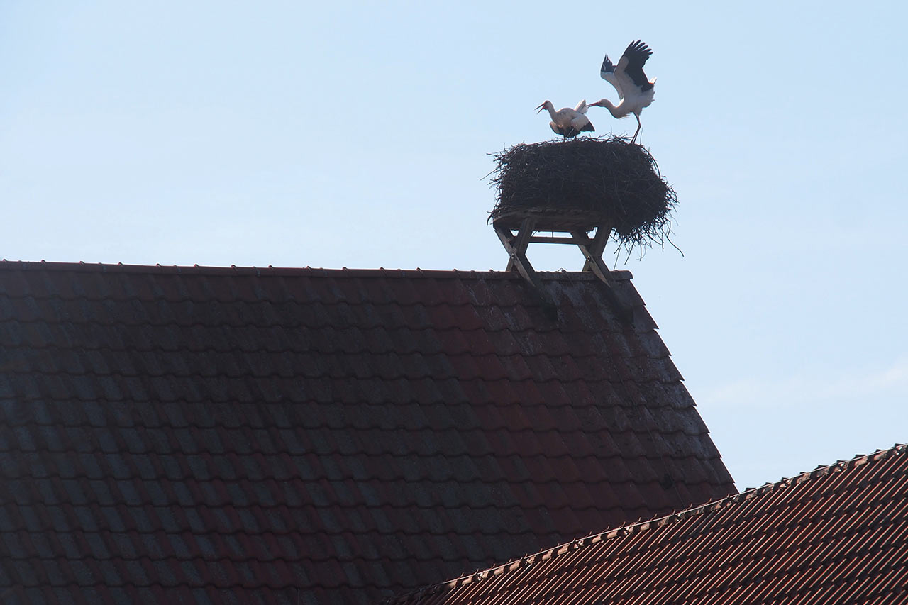 2017-04-13-Klappern-gehoert-zum-Storchwerk-P0059443-AK-5 Klappern gehört zum Storchwerk (Foto: Andreas Kuhrt)