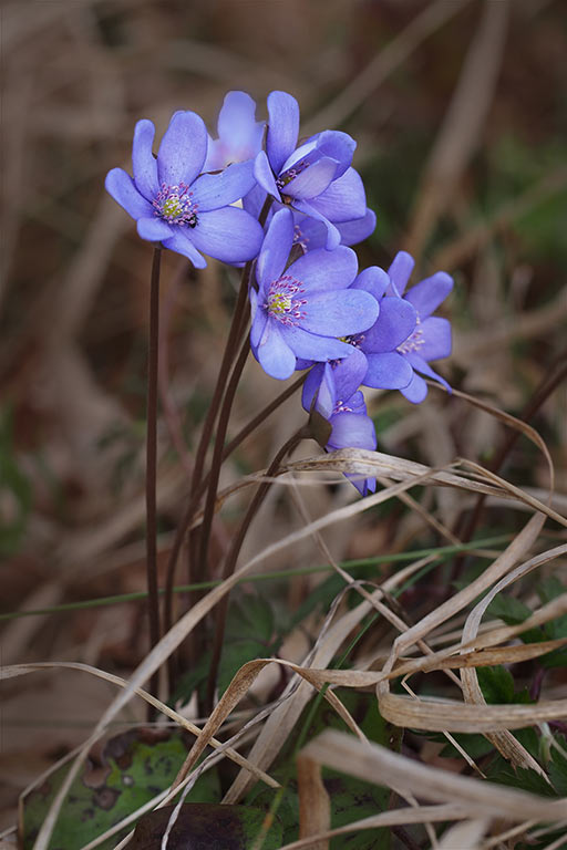 2017-04-14-leberbluemchen-MH-6 Leberblümchen (Foto: Manuela Hahnebach)