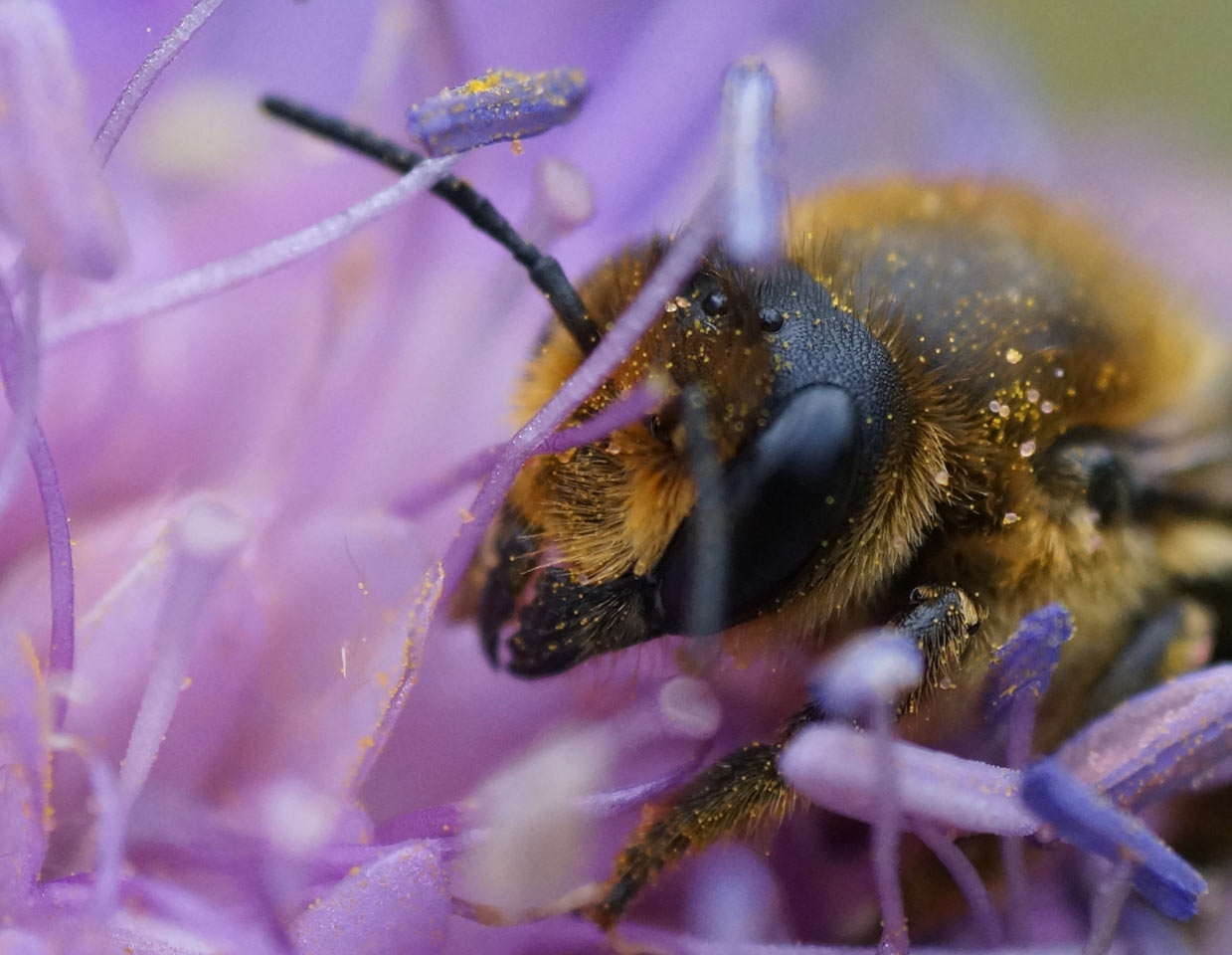 2017-04-18-Pollenernte-SR-5.33 Pollenernte (Foto: Sylvi Raakow)