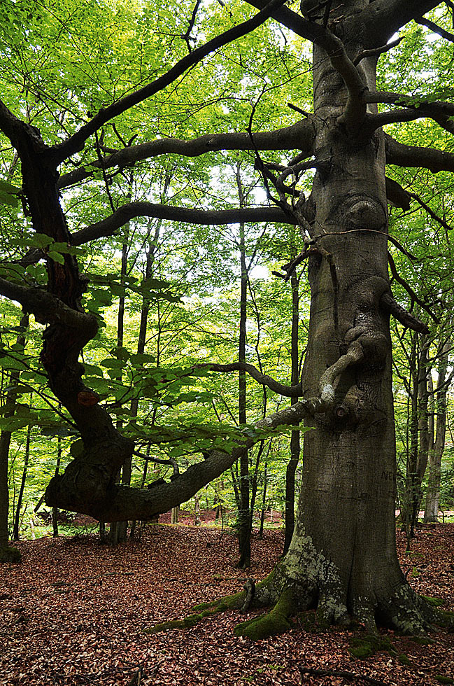 2017-04-24-Verzweigt-GG-6.5-2 Verzweigt (Foto: Günter Giese)