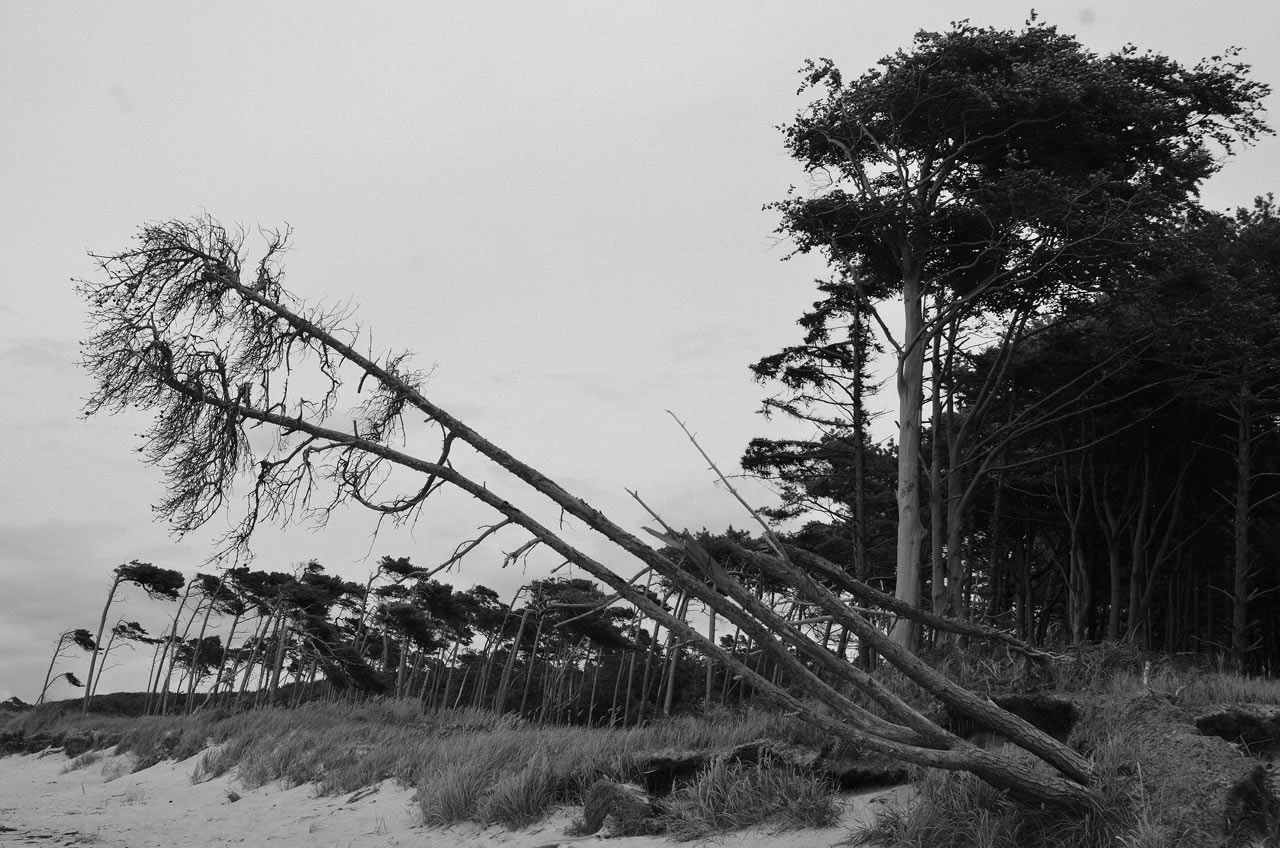 2017-04-25-Windfluechter-GG-6 Windflüchter (Foto: Günter Giese)