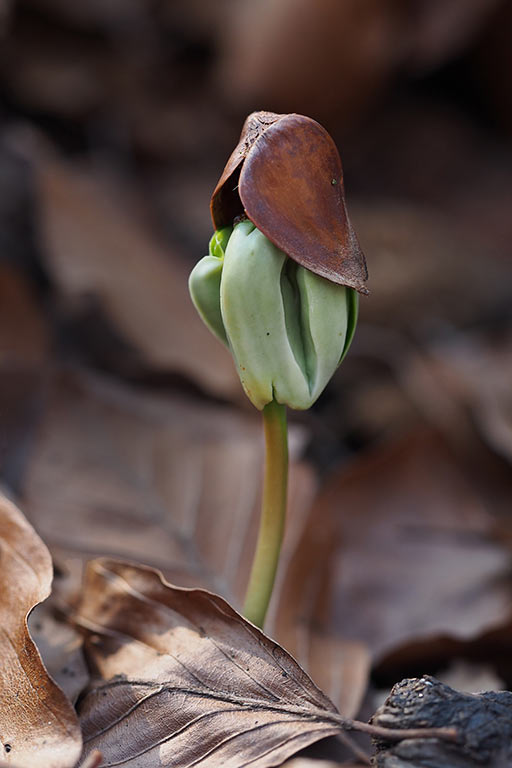 2017-04-zz04-1-buchenkeimling-MH-6-1 Serie: Buchenkeimling (Foto: Manuela Hahnebach)