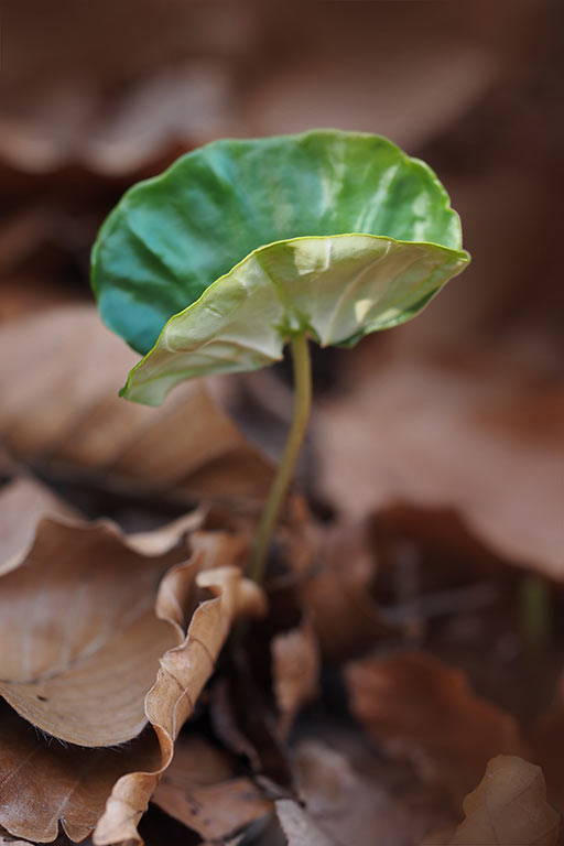 2017-04-zz04-2-buchenkeimling-MH-6-1 Serie: Buchenkeimling (Foto: Manuela Hahnebach)