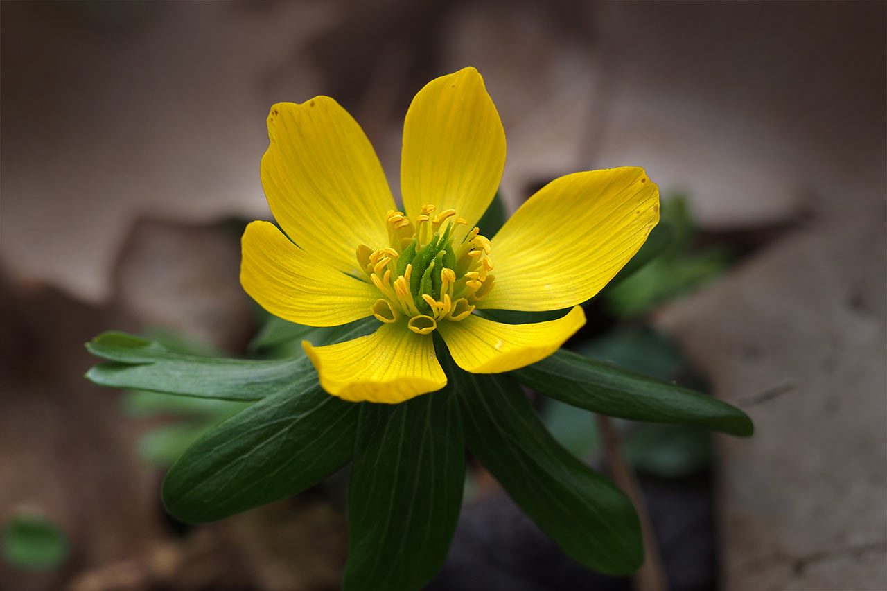 2017-04-zz05-1-bluete-MH-5.5 Serie: Blüten (Foto: Manuela Hahnebach)