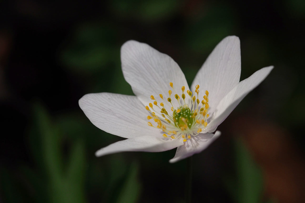 2017-04-zz05-2-bluete-MH-5.5 Serie: Blüten (Foto: Manuela Hahnebach)