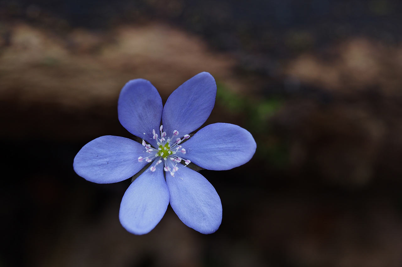 2017-04-zz05-3-bluete-MH-5.5 Serie: Blüten (Foto: Manuela Hahnebach)