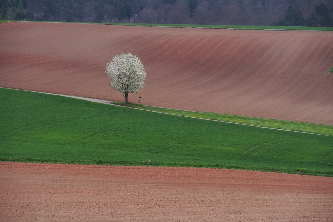 2017-05-04-bluetenbaum-MH-6.75-3 Blütenbaum (Foto: Manuela Hahnebach)