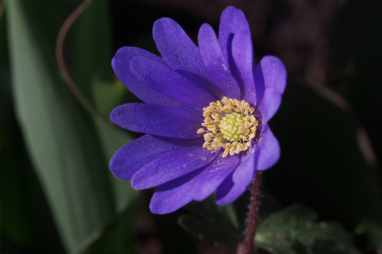 2017-06-08-leberbluemchen-MH-5.5 Leberblümchen (Foto: Manuela Hahnebach)