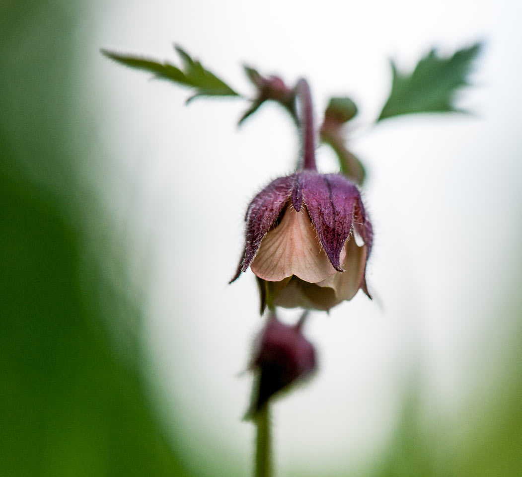 2017-06-24-wiesenschoenheit-UPF-6.25 Wiesenschönheit (Foto: Uli Pfeufer)