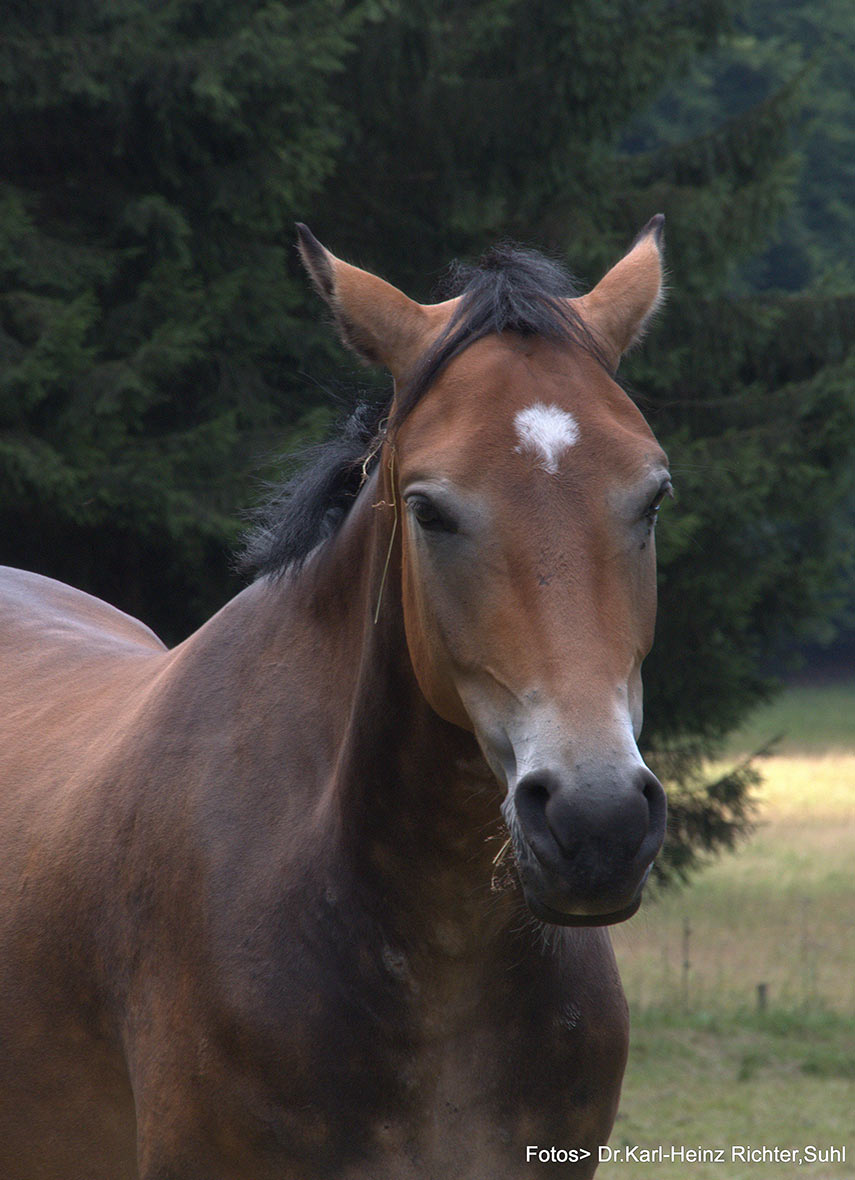 2017-06-zz04-6-20111207_41-KHR-4.75 Serie: Pferde (Foto: Karl-Heinz Richter)