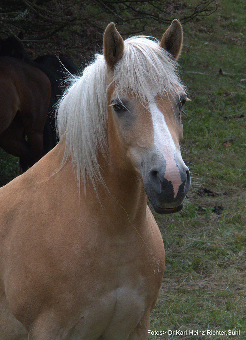 2017-06-zz04-7-20111207_41-KHR-4.75 Serie: Pferde (Foto: Karl-Heinz Richter)