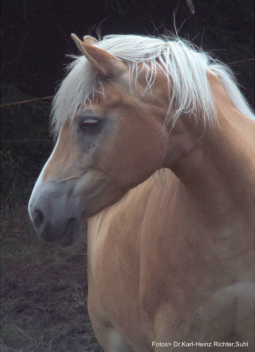 2017-06-zz04-8-P7300092-KHR-4.75 Serie: Pferde (Foto: Karl-Heinz Richter)