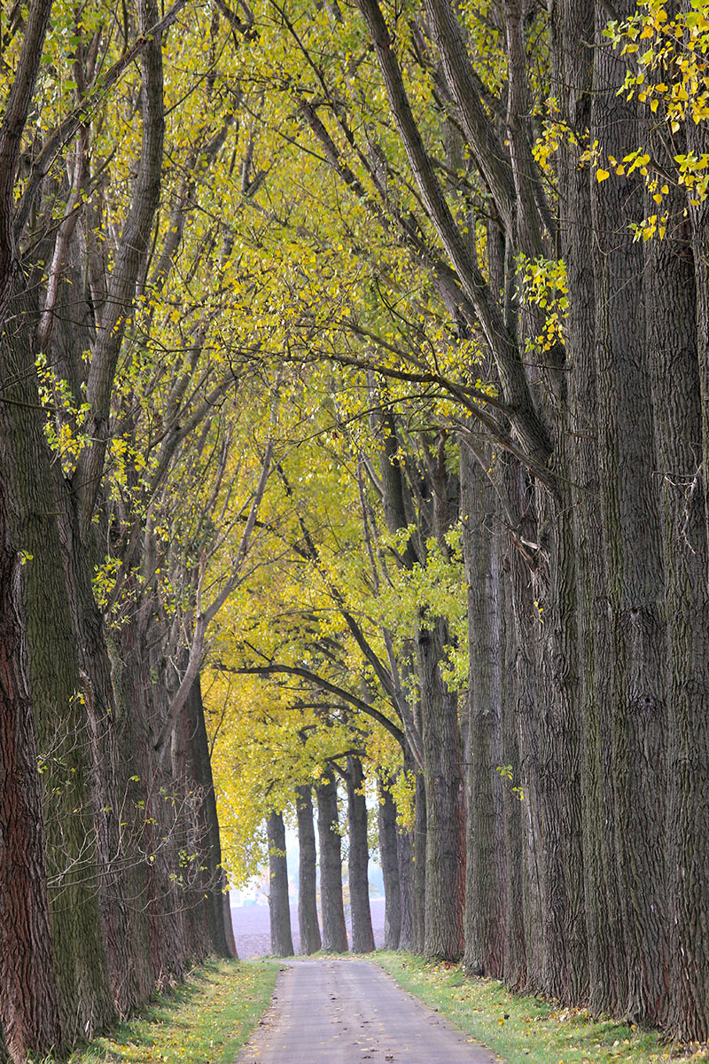 2017-Bild-des-Jahres-01-Allee-MOE-4 Allee (Foto: Michael Oehlsen)