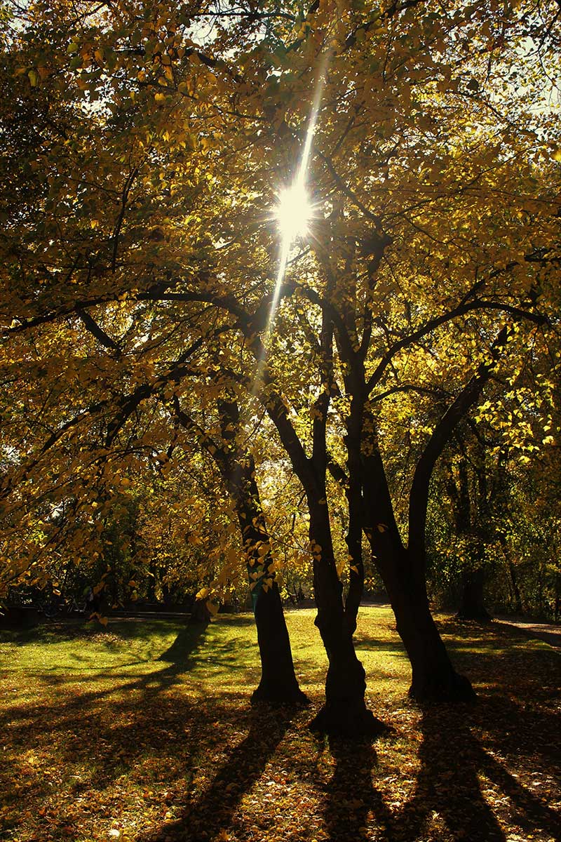 2017-Bild-des-Jahres-32-Herbst-im-Park-MOE-4 Herbst im Park (Foto: Michael Oehlsen)