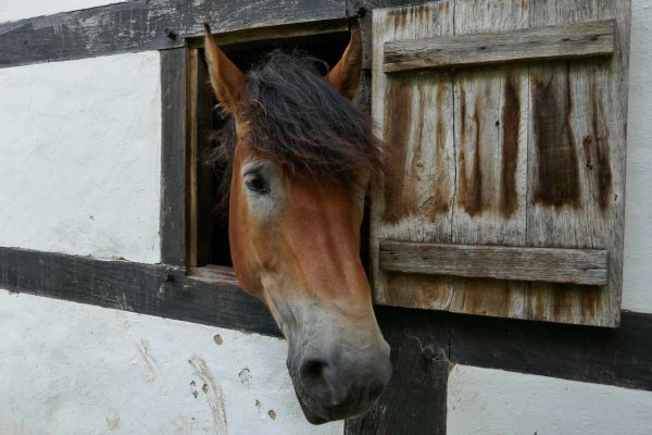 Zimmer mit Ausblick (Foto: Roland Kastner)