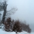 Im Nebel (Foto: Peter Maximilian Schmidt)