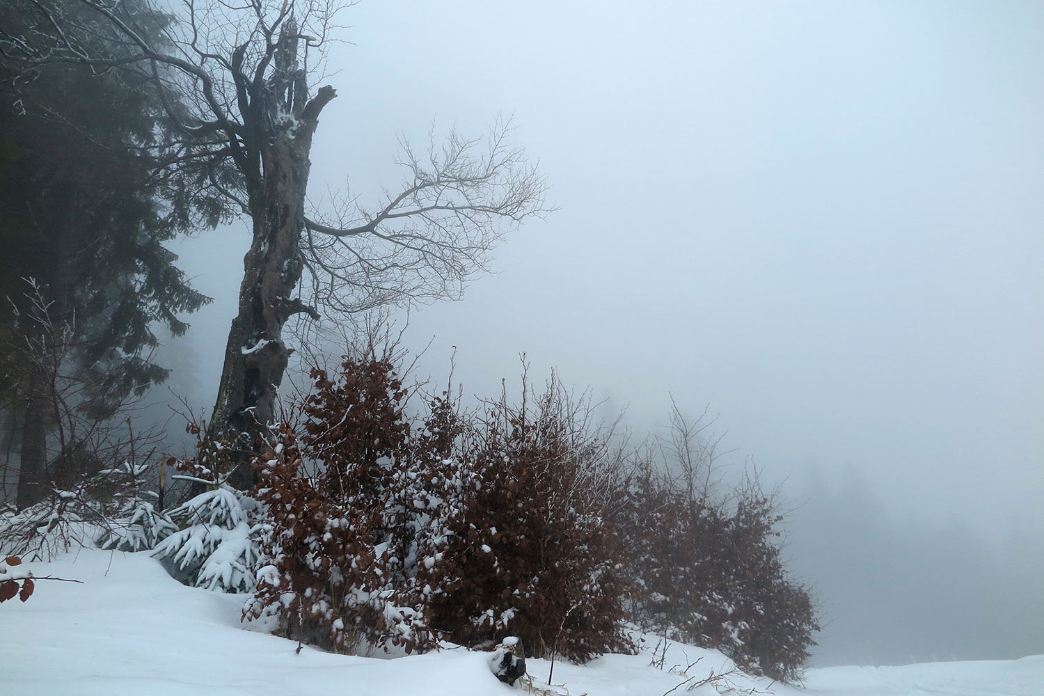 2018-01-04-15-Im-Nebel-pms-5.33 Im Nebel (Foto: Peter Maximilian Schmidt)
