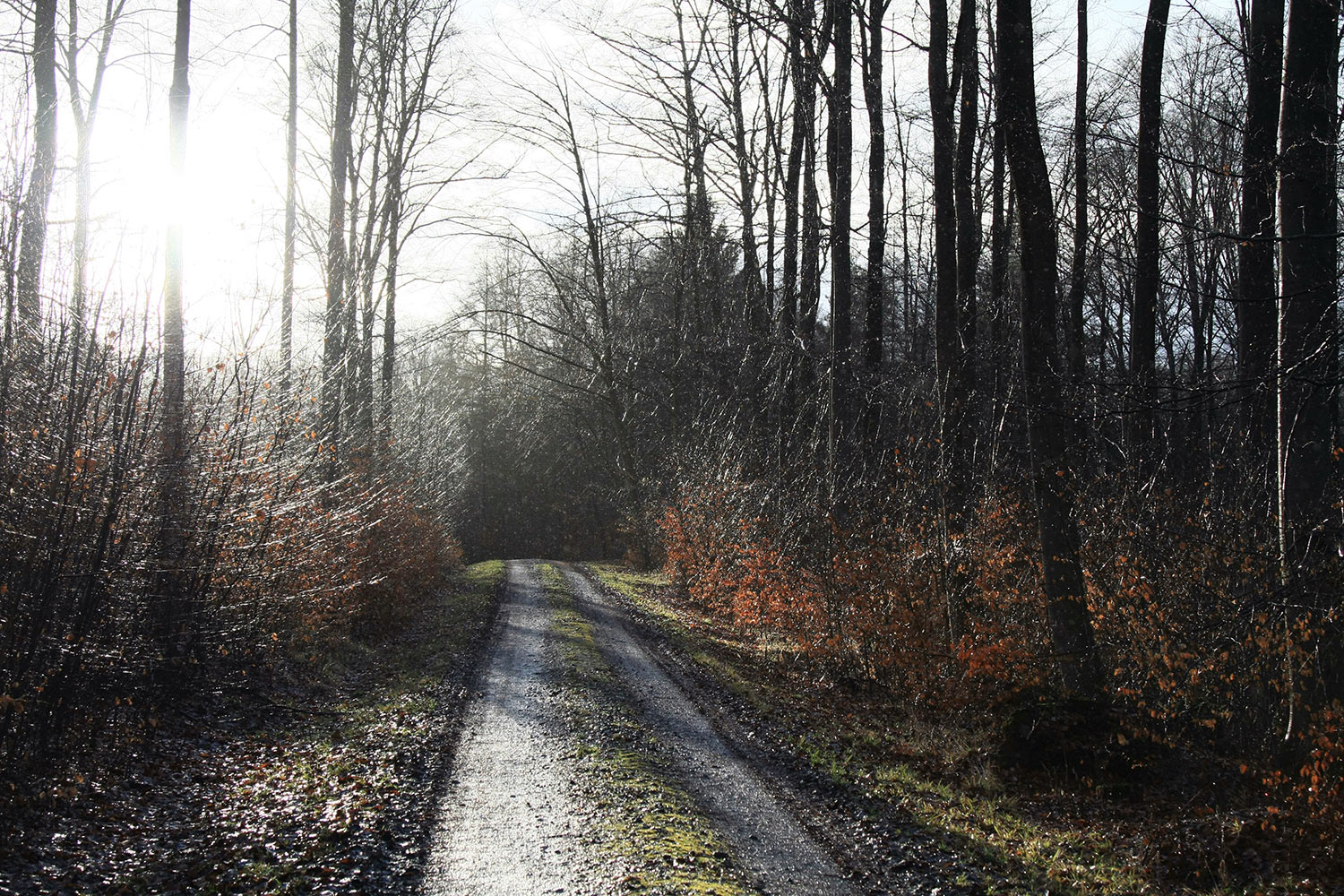 2018-01-04-zz05-1-Winterwald-pms-6 Serie: Noch-Nicht-Winterwald (Foto: Peter Maximilian Schmidt)