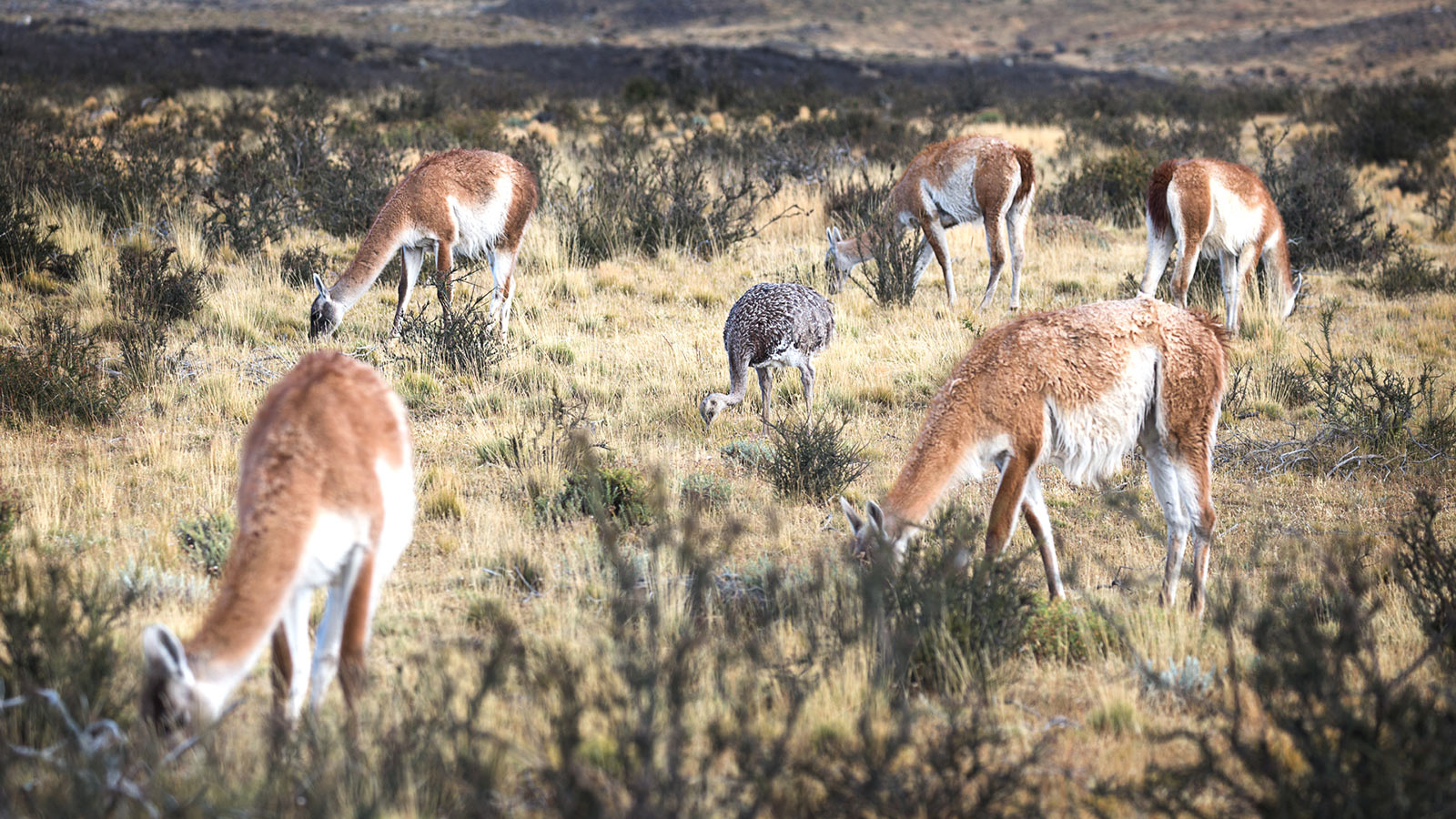 Nandu (Foto: Frank Hausdörfer)