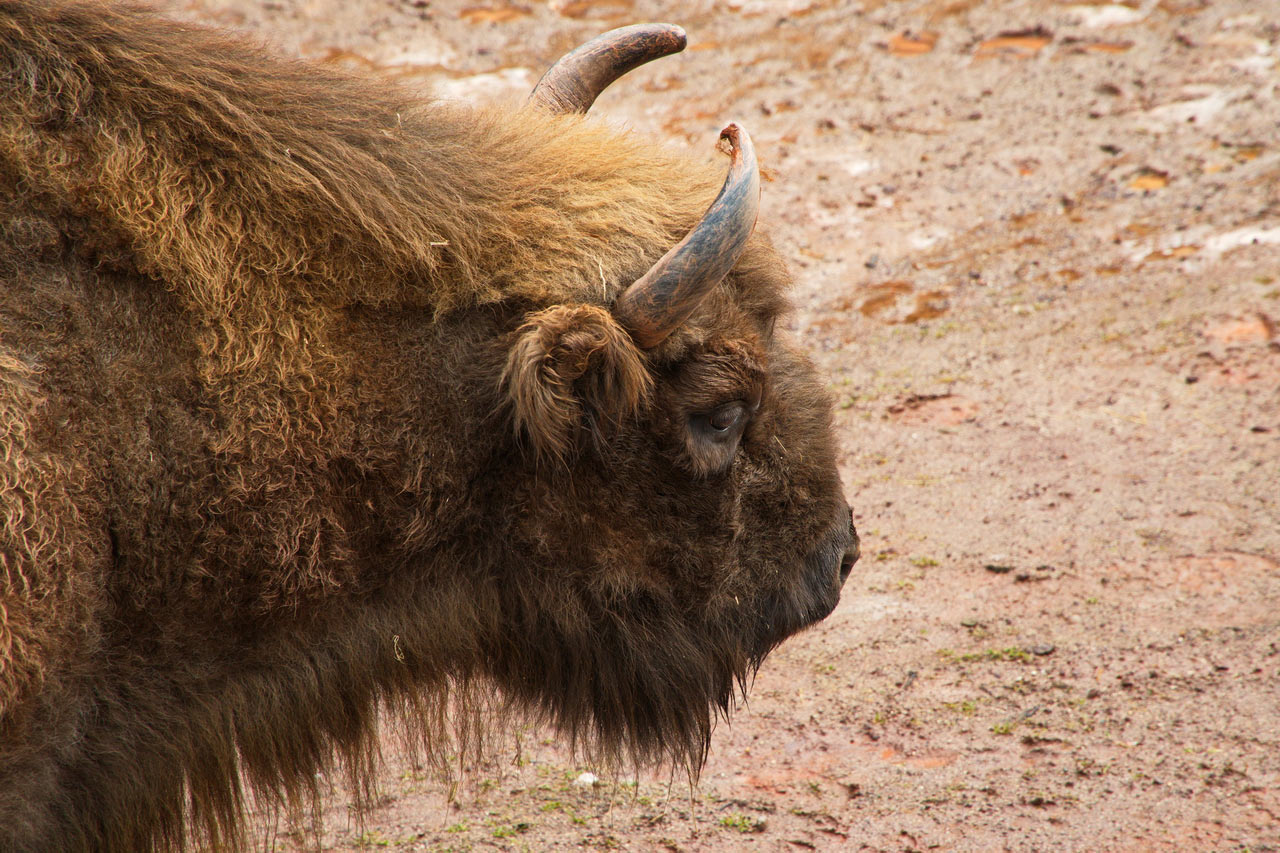 Wisent (Foto: Roland Kastner)
