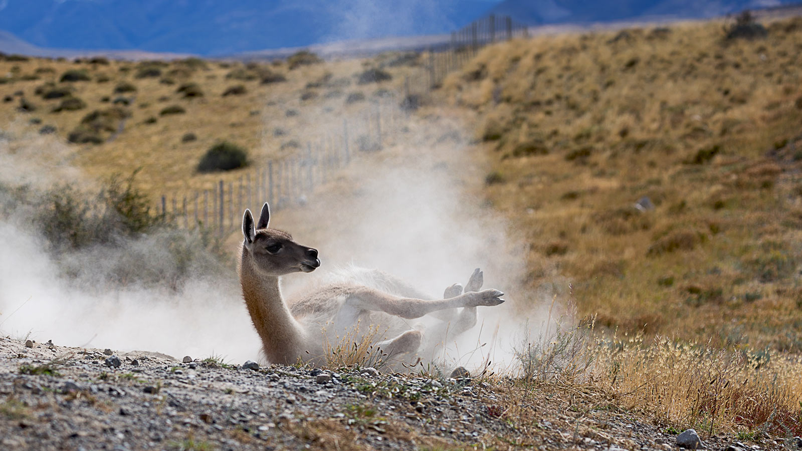 Serie: Guanako 2 (Foto: Frank Hausdörfer)