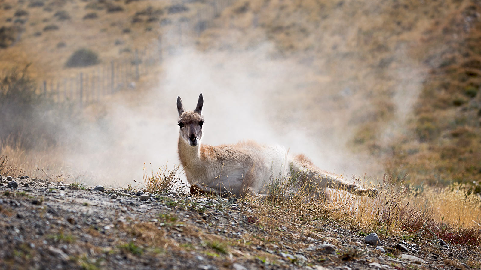 Serie: Guanako 4 (Foto: Frank Hausdörfer)