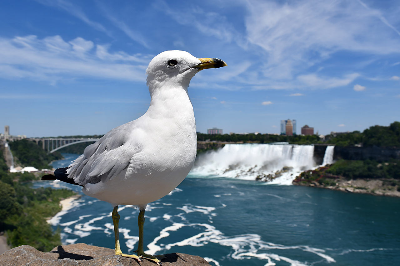 Alles im Blick (Foto: Günter Giese)