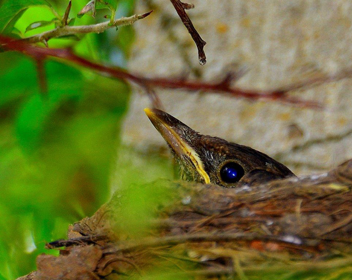 Brütende Amsel (Foto: Karl-Heinz Richter)