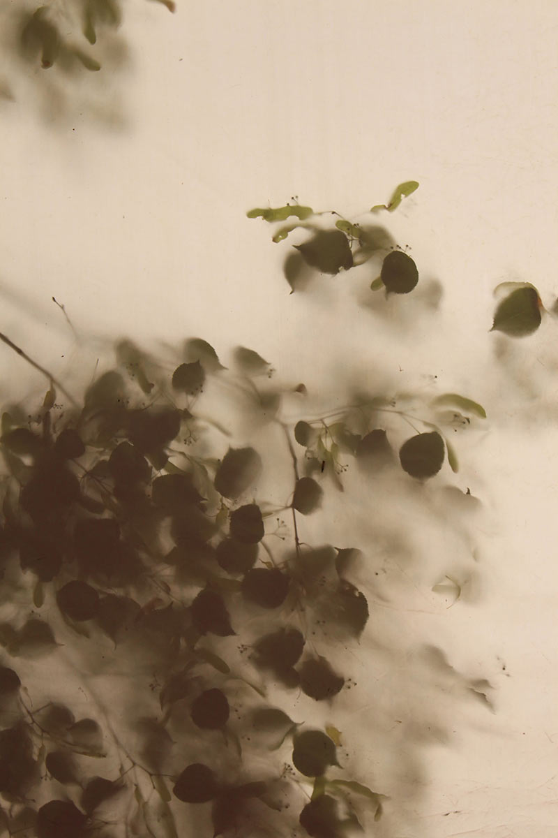 Unter der Linde (Foto: Carolin Fritz)