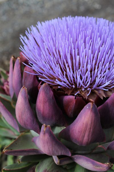 Artischocke (Foto: Carolin Fritz)