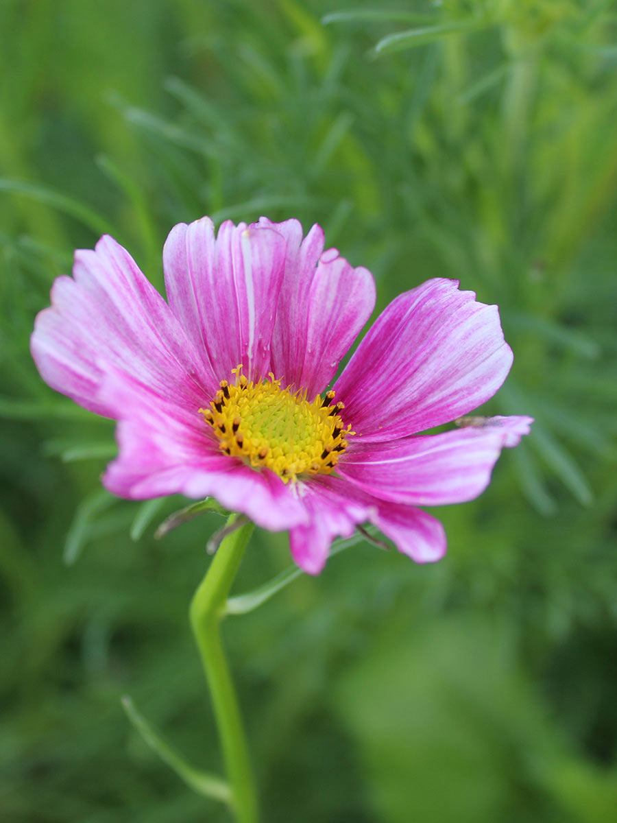 Cosmea in Pink (Foto: Carolin Fritz)