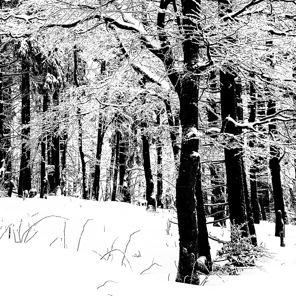 Feinfrost (Foto: Uli Pfeufer)