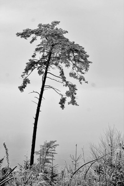 Frost (Foto: Dietmar Schmidt)