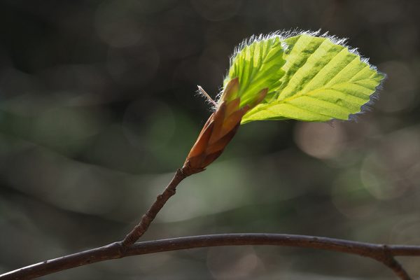 Grünes Plissee (Foto: Manuela Hahnebach)