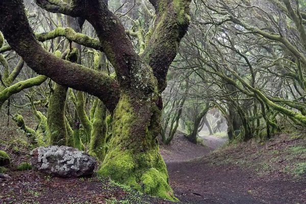 Im Lorbeerwald (Foto: Manuela Hahnebach)