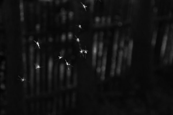 Irrlichter (Foto: Peter Maximilian Schmidt)