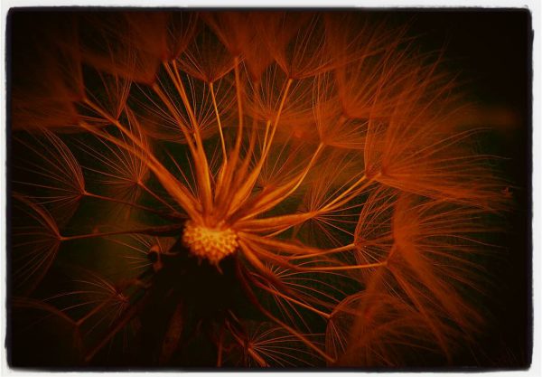 Makro (Foto: Michael Oehlsen)