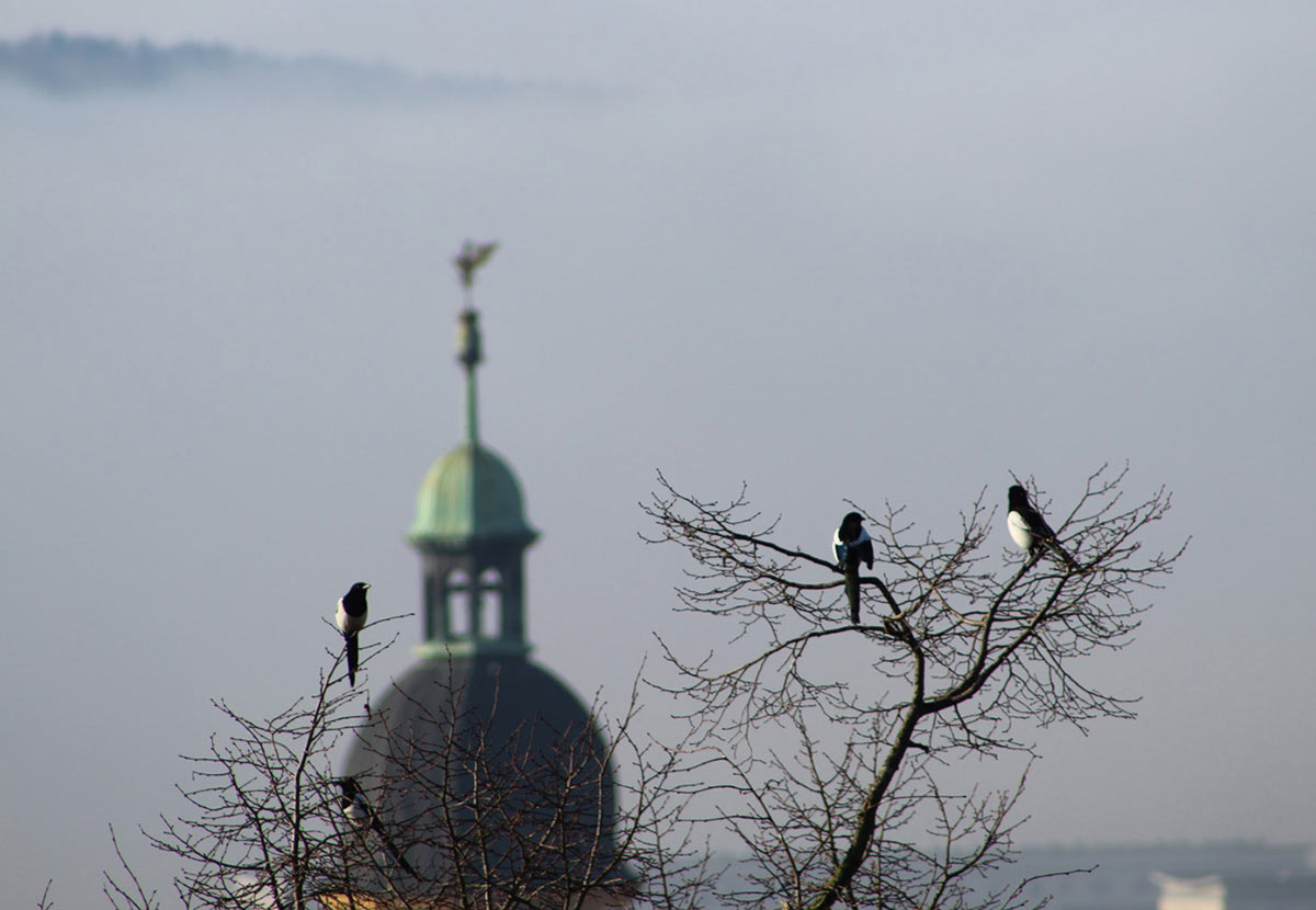 Nebelelstern (Foto: Carolin Fritz)