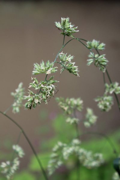 Samenstand (Foto: Carolin Fritz)