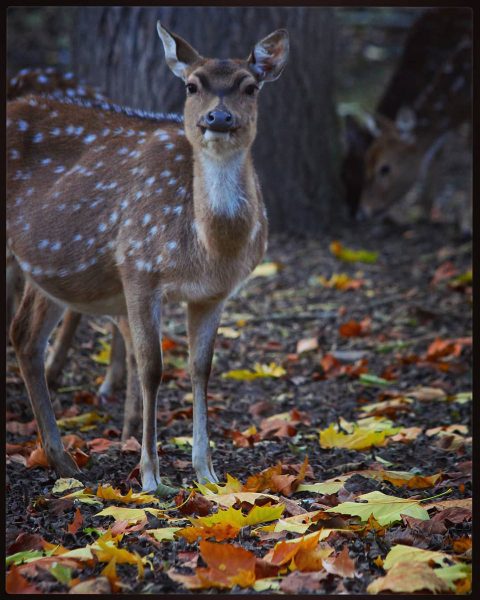 Sika (Foto: Michael Oehlsen)