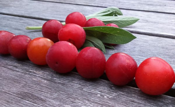 Sommerfrüchte (Foto: Carolin Fritz)