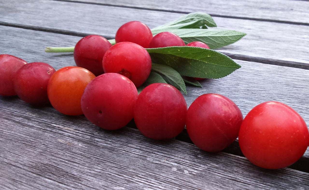 Sommerfrüchte (Foto: Carolin Fritz)